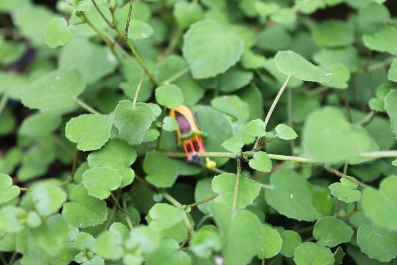 Fuchsia procumbens